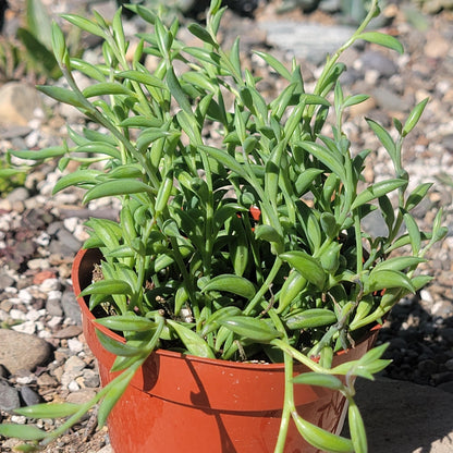 Senecio radicans 'String of Bananas' - 4 Inch Assorted - Succulent - DesertScapeSucculent