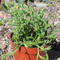 Senecio radicans 'String of Bananas' - 4 Inch Assorted - Succulent - DesertScapeSucculent