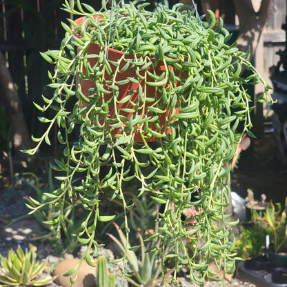 Senecio radicans 'String of Bananas' - 6 Inch Assorted - Succulent - DesertScapeSucculent