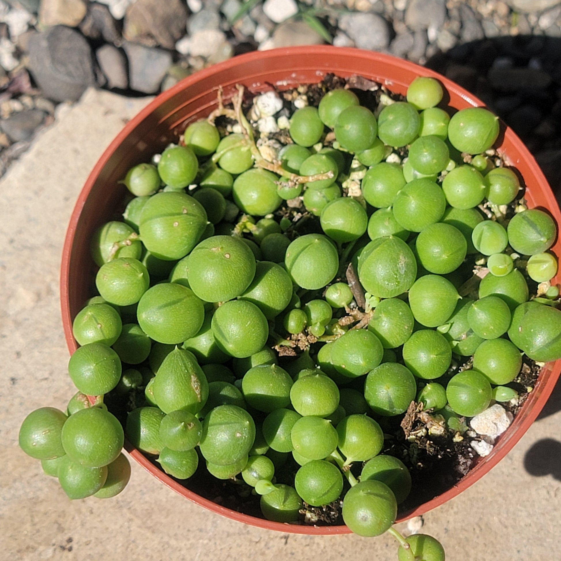 DesertScapeSucculent Succulent Senecio Rowleyanus ‘String of Pearls’