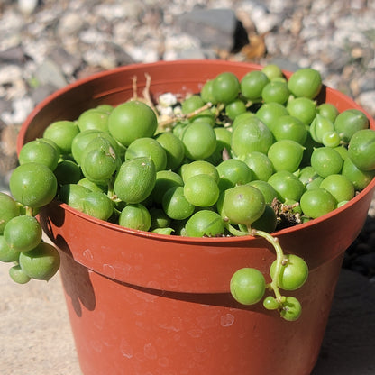 DesertScapeSucculent Succulent 4 Inch Assorted Senecio Rowleyanus ‘String of Pearls’