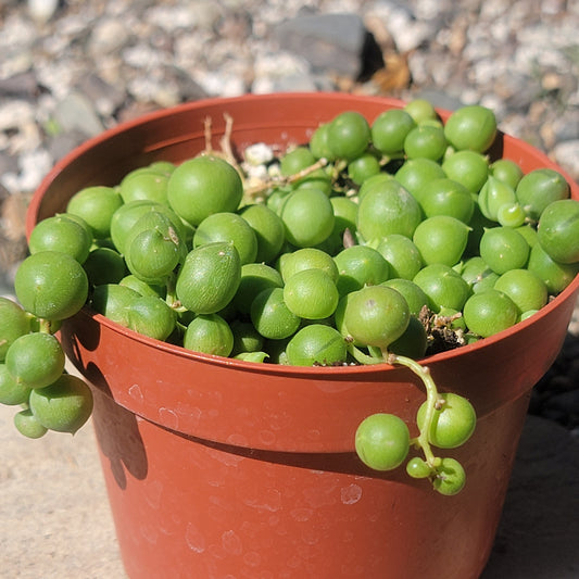 DesertScapeSucculent Succulent 4 Inch Assorted Senecio Rowleyanus ‘String of Pearls’