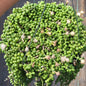 DesertScapeSucculent Succulent 8" Assorted Senecio Rowleyanus ‘String of Pearls’