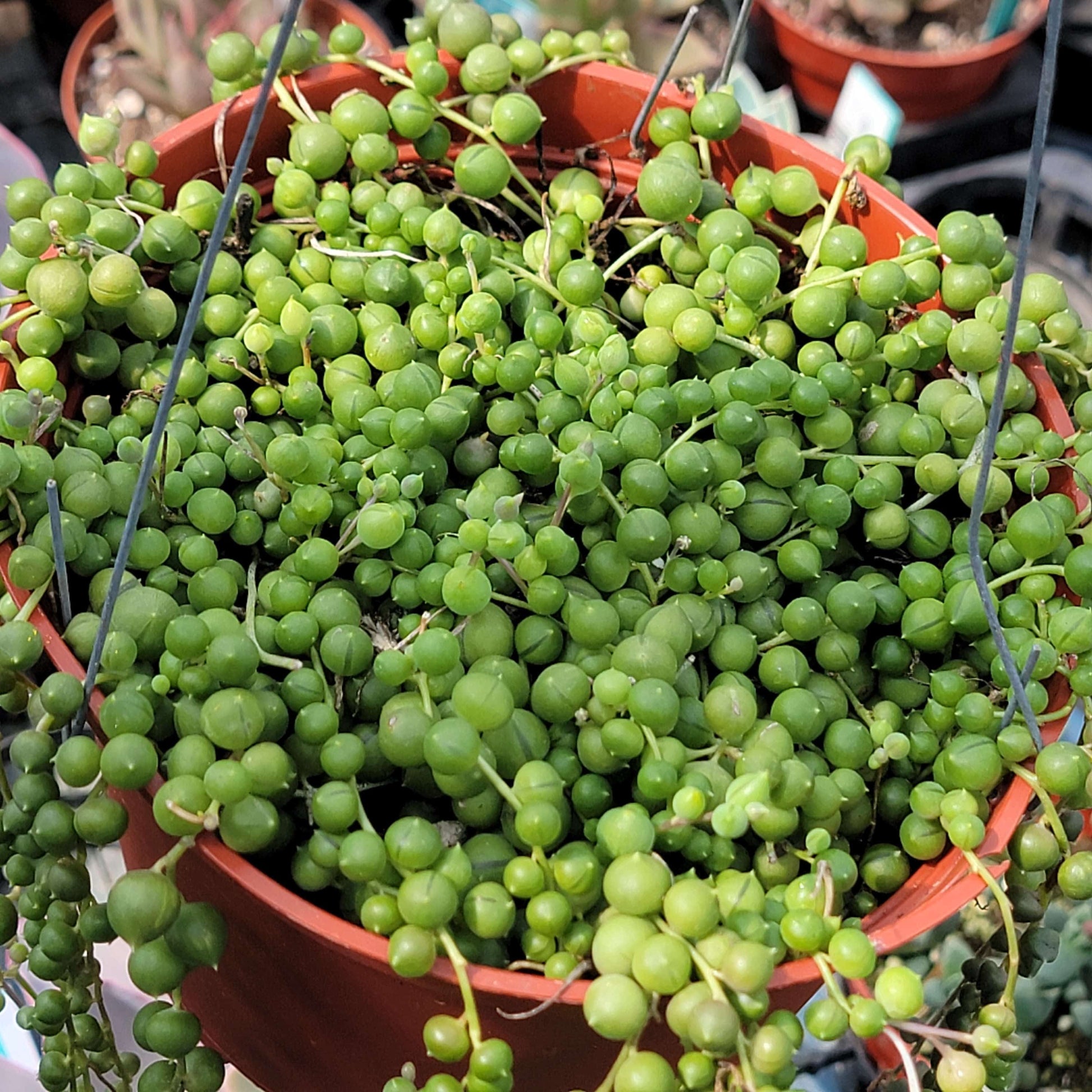DesertScapeSucculent Succulent 6" Assorted Senecio Rowleyanus ‘String of Pearls’