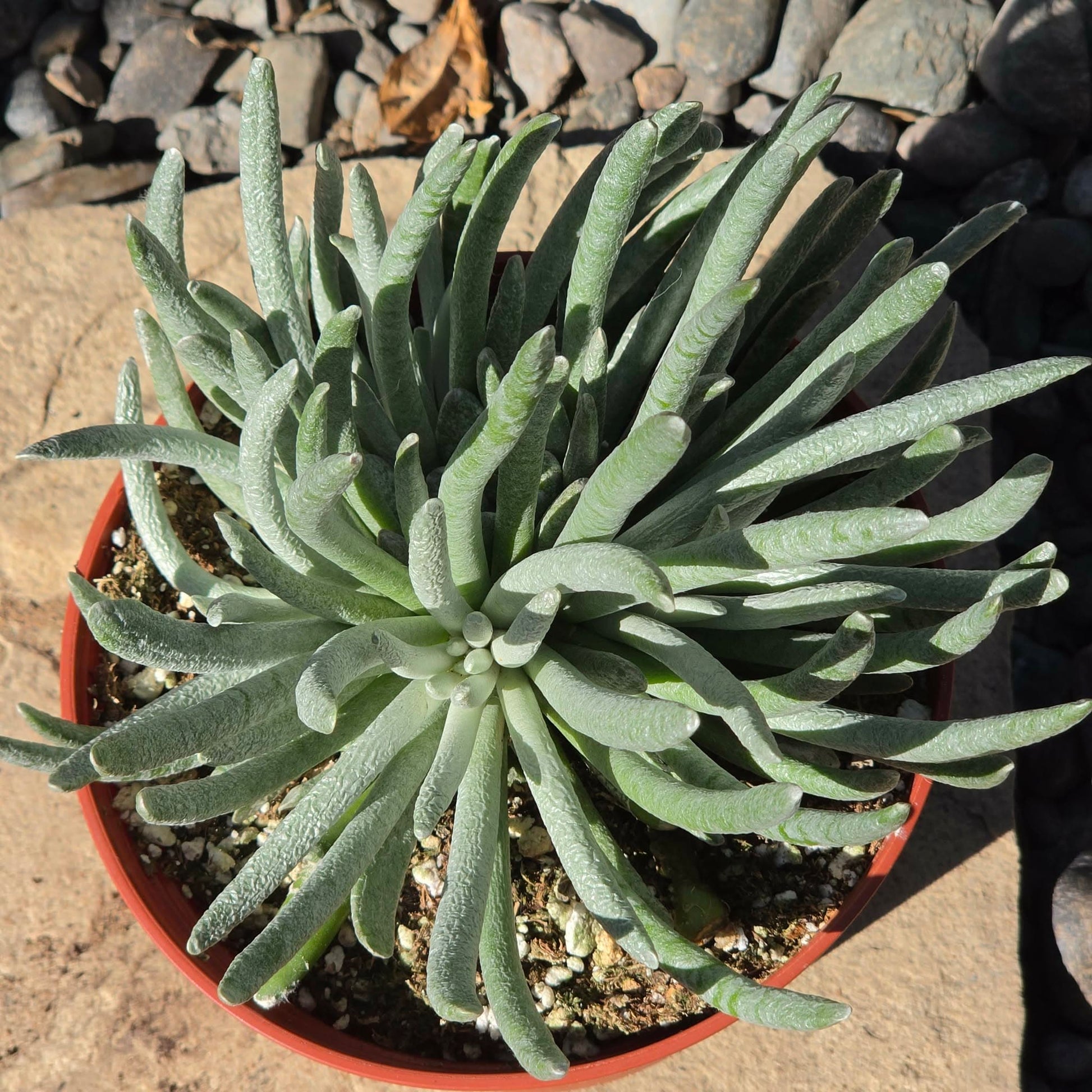 senecio succulent types Senecio scaposus – DesertScapeSucculent