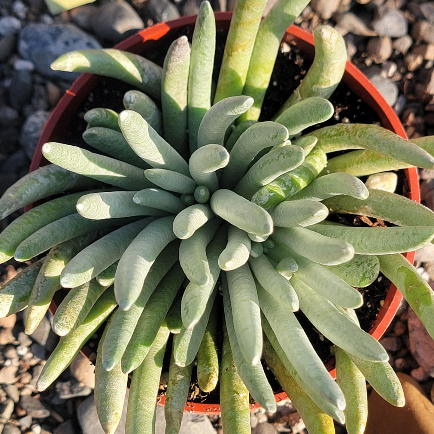 DesertScapeSucculent Succulent 4" Assorted Senecio scaposus