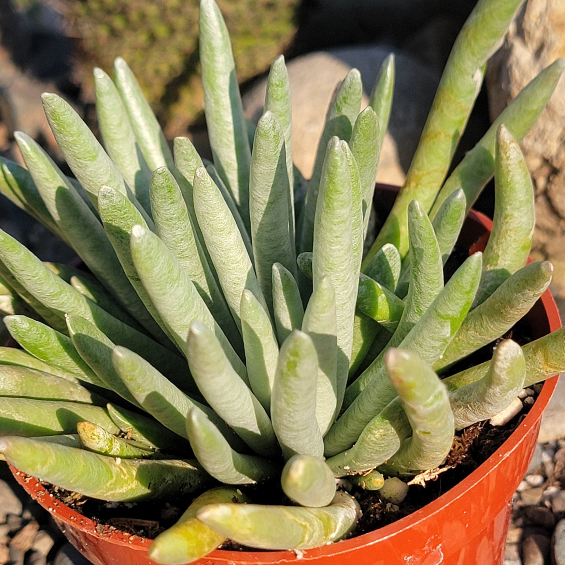 is senecio a succulent Senecio Woolly 4 inch