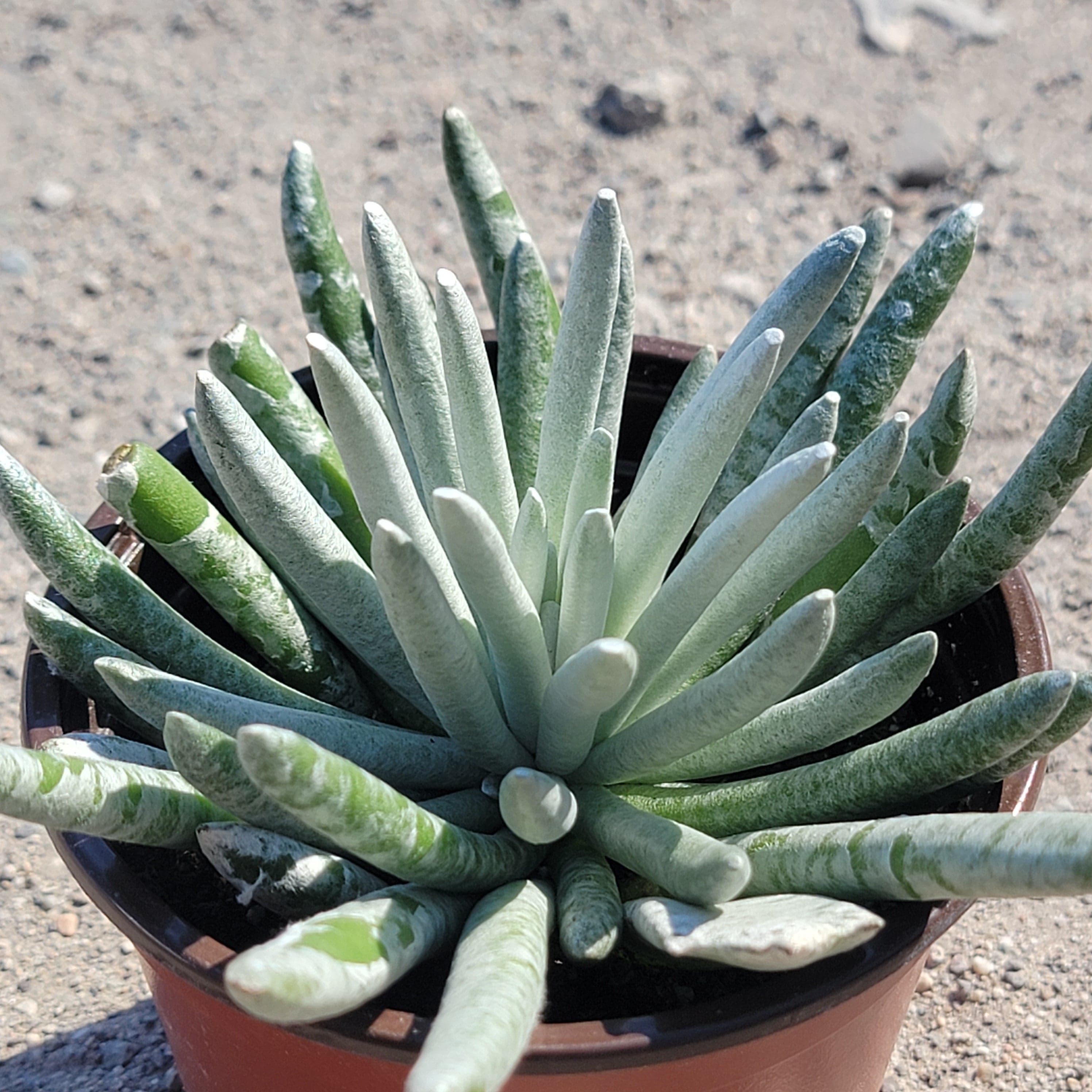 Senecio scaposus – DesertScapeSucculent