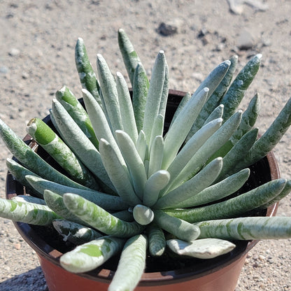 Senecio scaposus