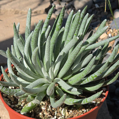 DesertScapeSucculent Succulent 6 Inch Senecio scaposus