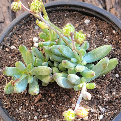 Senecio serpens 'Mini Blue Chalksticks'