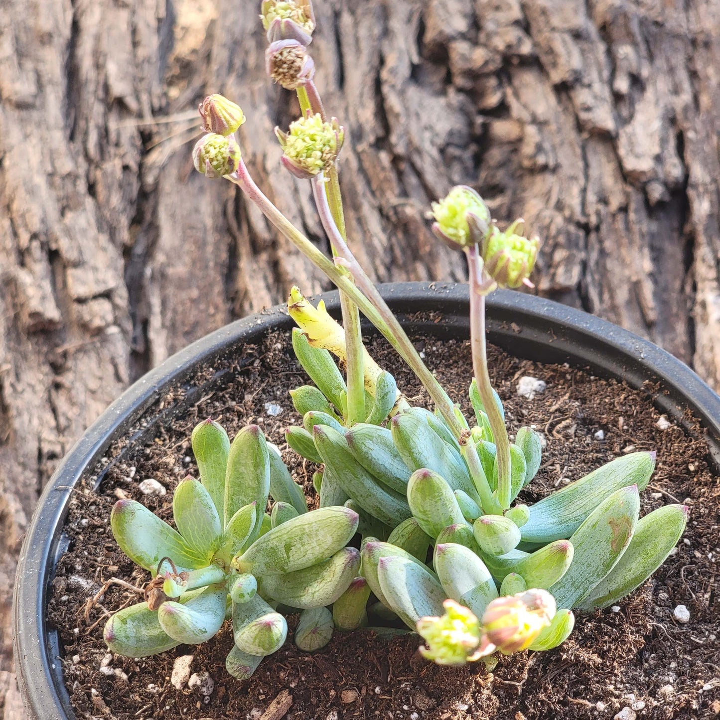 Senecio serpens 'Mini Blue Chalksticks'