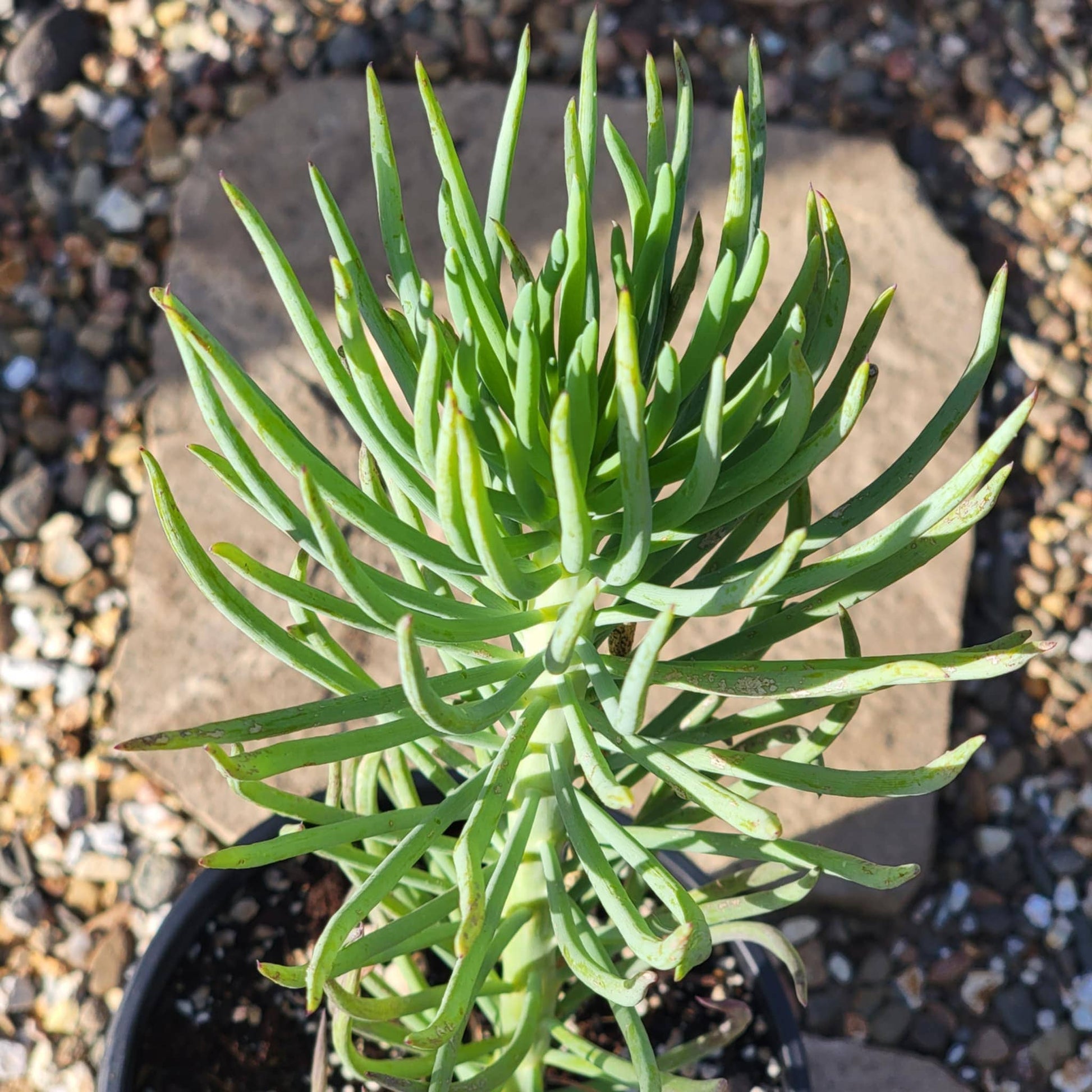 blue finger succulent Senecio vitalis 'Blue Chalk Fingers' – DesertScapeSucculent