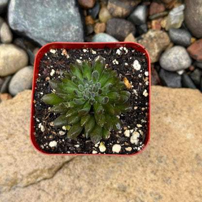 DesertScapeSucculent Succulent Sinocrassula yunnanensis 'Chinese Jade"