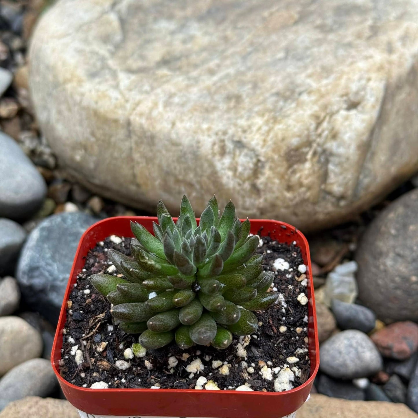 DesertScapeSucculent Succulent 3 Inch Sinocrassula yunnanensis 'Chinese Jade"