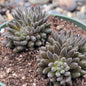Sinocrassula yunnanensis 'Chinese Jade" - 4 Inch Double Cluster - Succulent - DesertScapeSucculent
