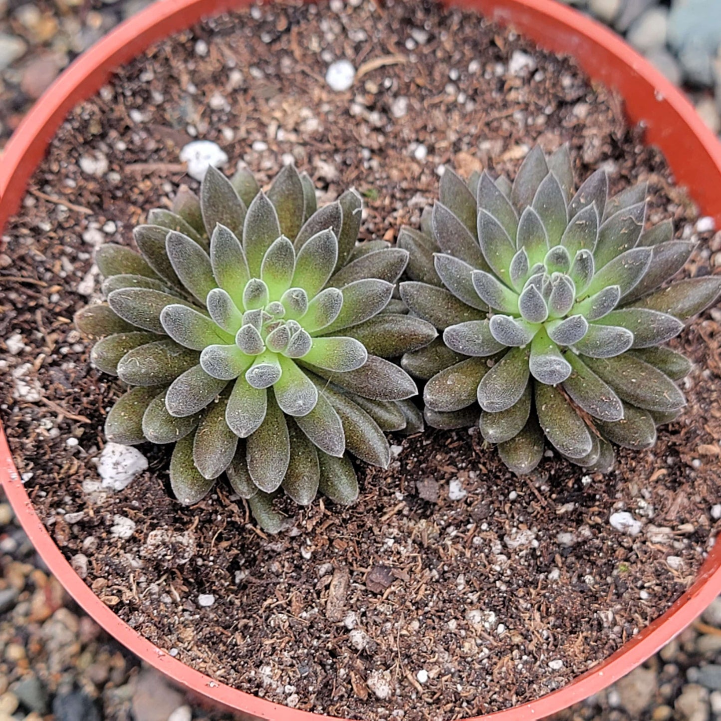 Sinocrassula yunnanensis 'Chinese Jade"