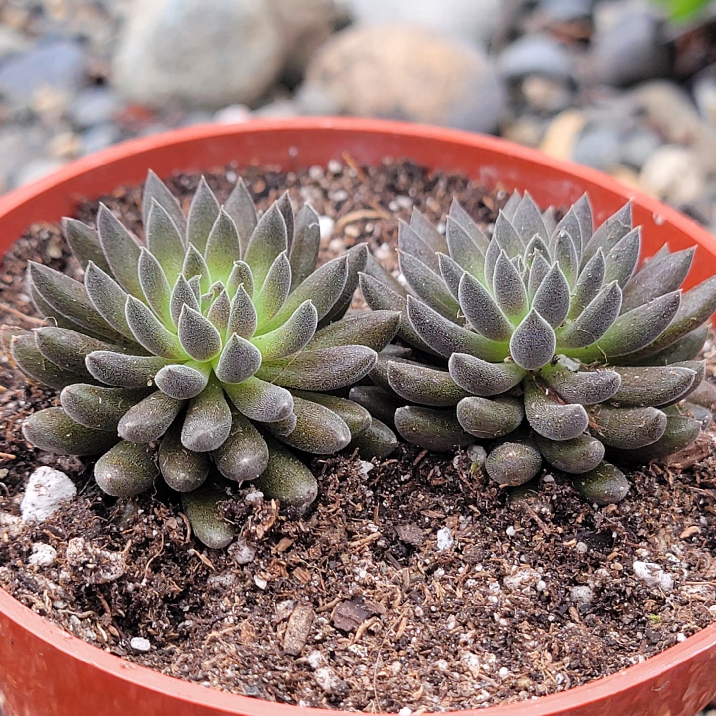 Sinocrassula yunnanensis 'Chinese Jade"