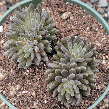 Sinocrassula yunnanensis 'Chinese Jade"