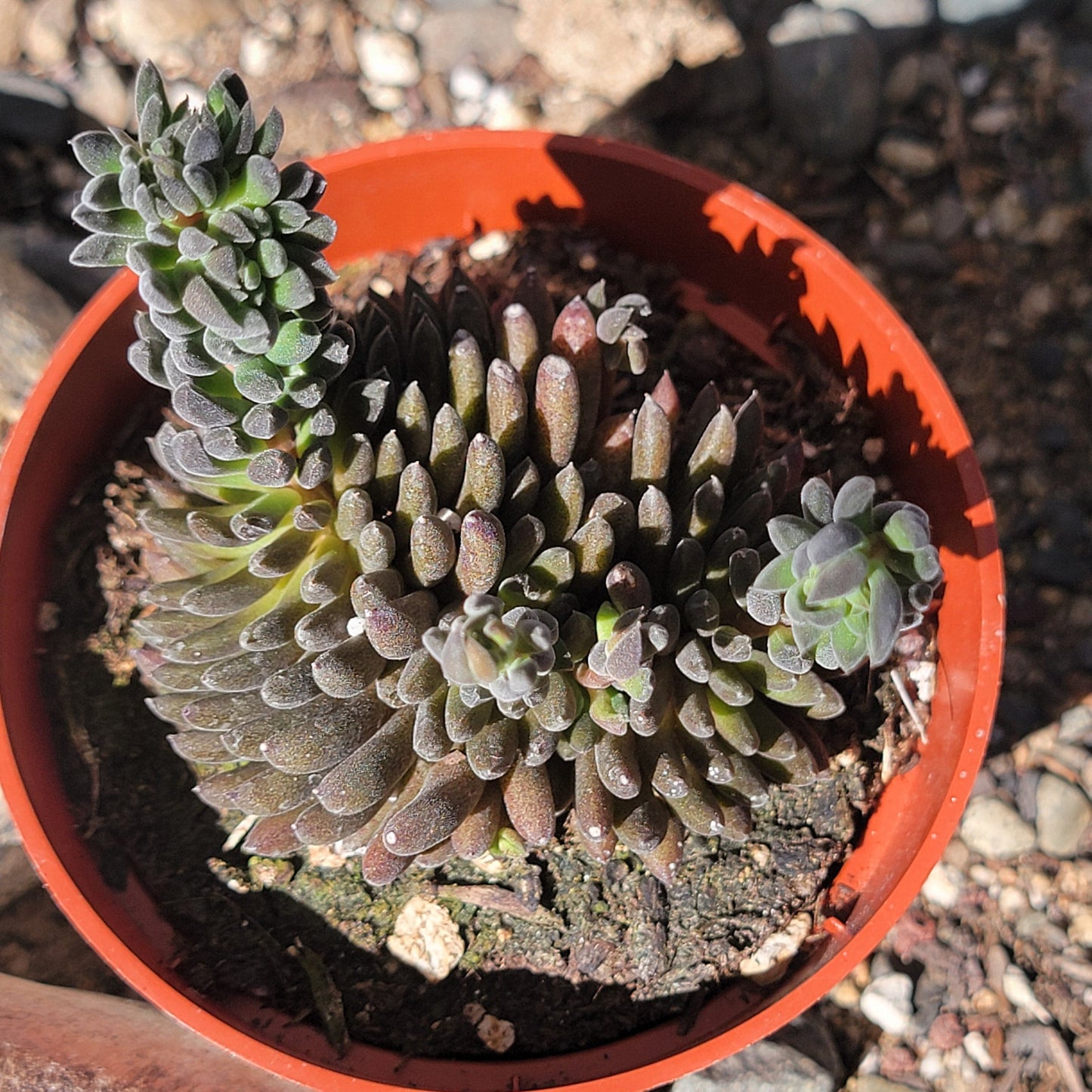 Sinocrassula yunnanensis 'Chinese Jade"