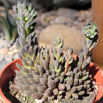 Sinocrassula yunnanensis 'Chinese Jade"