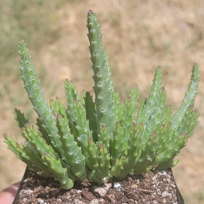 Stapelia