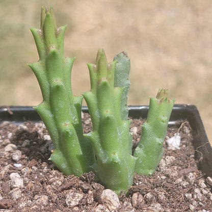 Stapelia