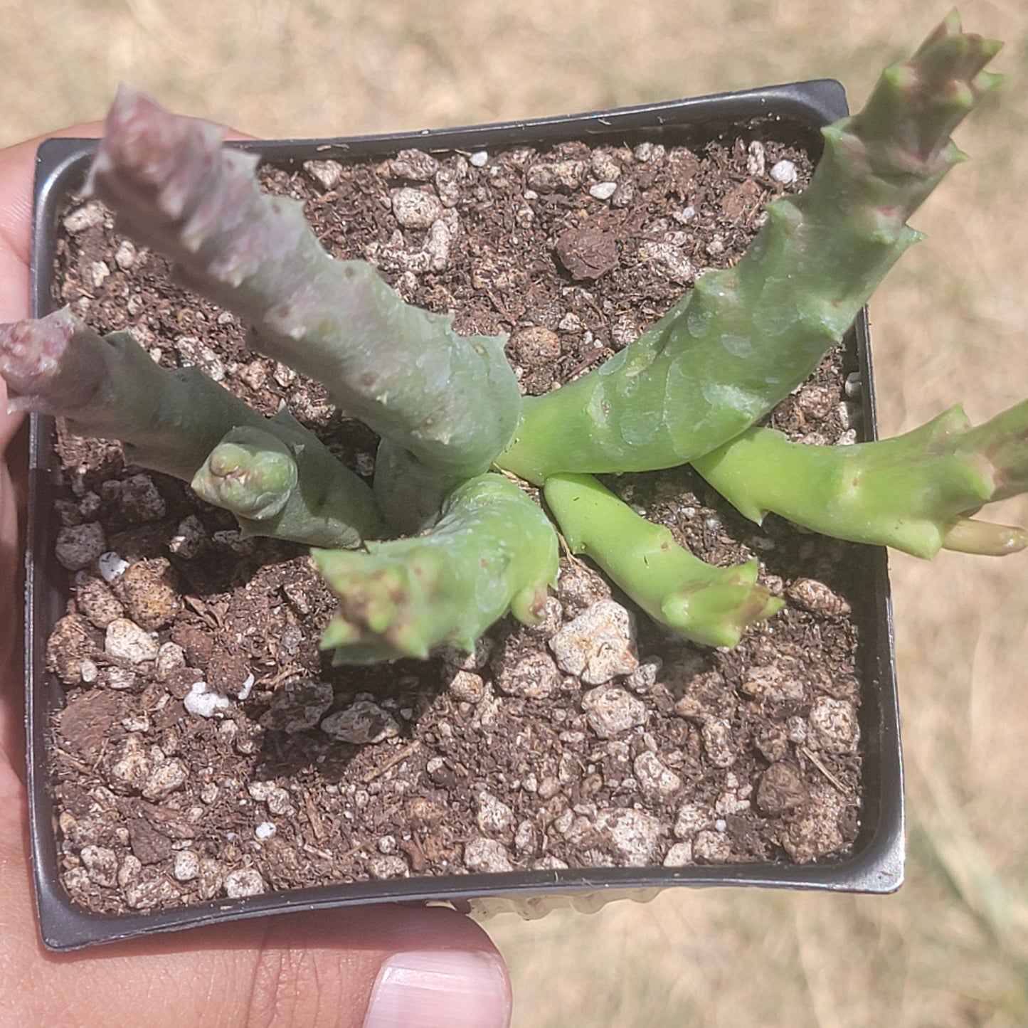 Stapelia