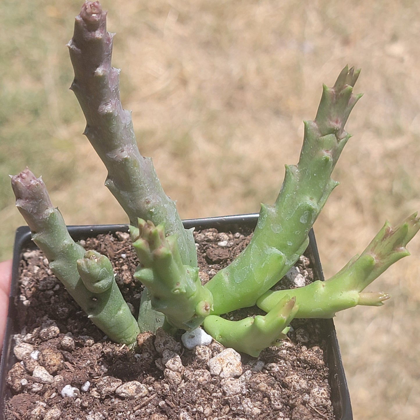 Stapelia