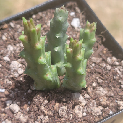 Stapelia