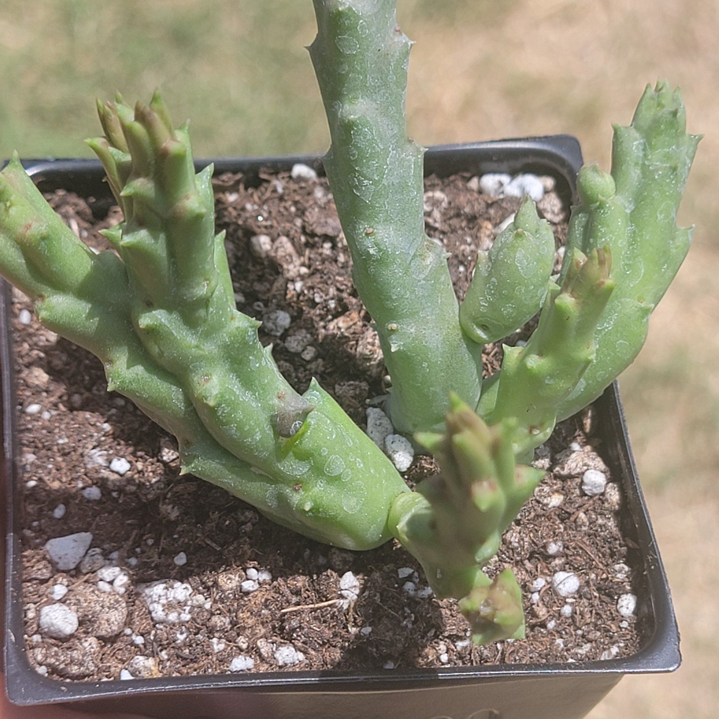 Stapelia