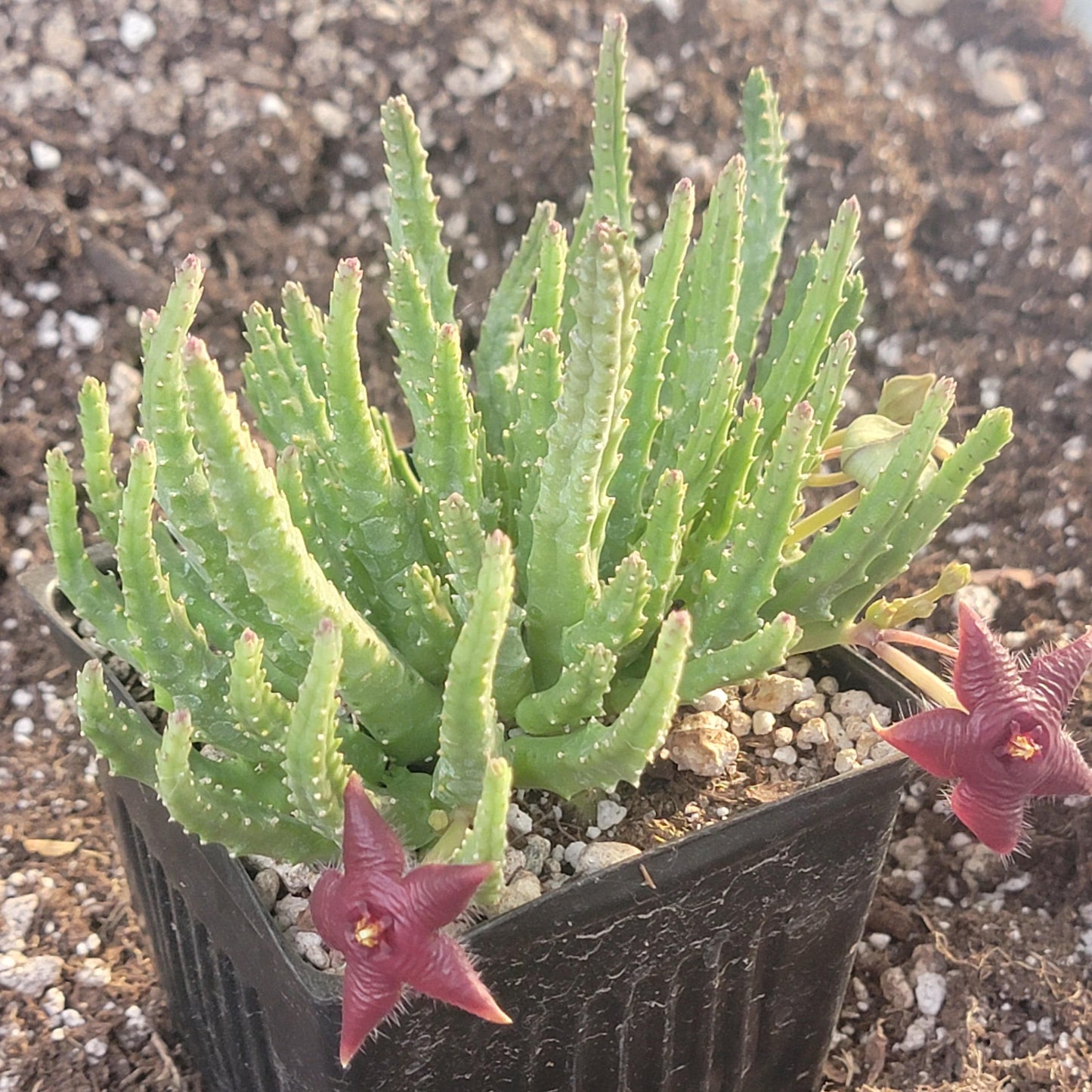 Stapelia