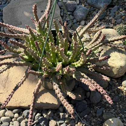Stapelia orbea variegata