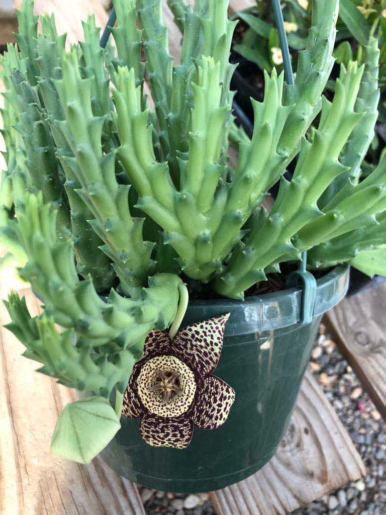 Stapelia orbea variegata