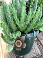 Stapelia orbea variegata - 6 Inch Assorted - Succulent - DesertScapeSucculent