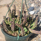 Stapelia orbea variegata - 8 Inch Assorted - Succulent - DesertScapeSucculent