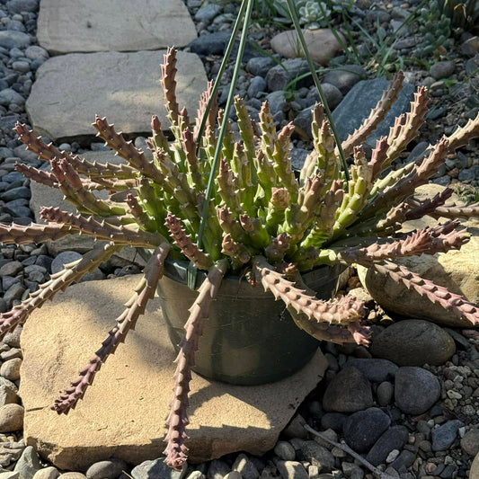 DesertScapeSucculent Succulent 8 Inch Assorted Stapelia orbea variegata