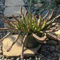 DesertScapeSucculent Succulent 8 Inch Assorted Stapelia orbea variegata