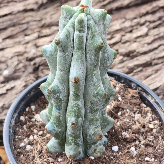 Stenocereus beneckei f. inermis 'Ghost White Boobie'