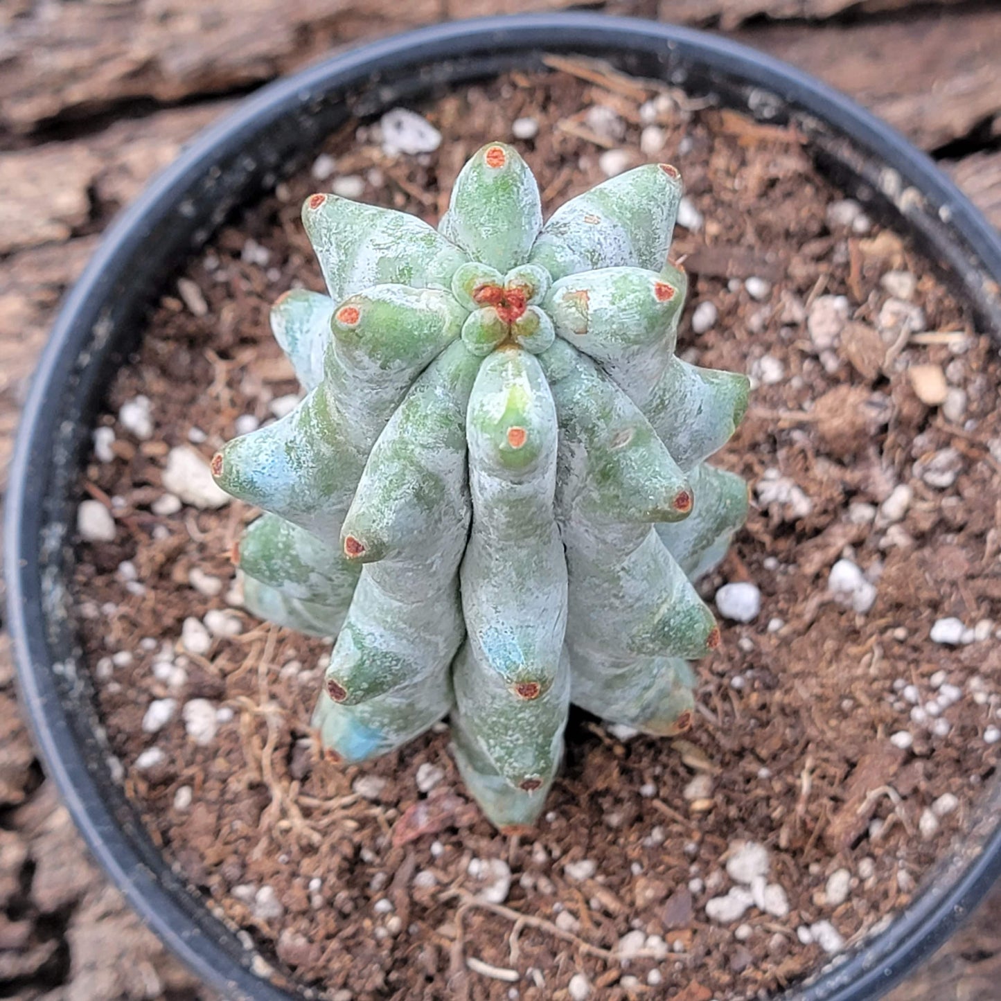 Stenocereus beneckei f. inermis 'Ghost White Boobie'