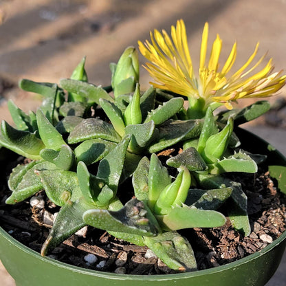 DesertScapeSucculent Succulent 4" Assorted Stomatium mustellinum