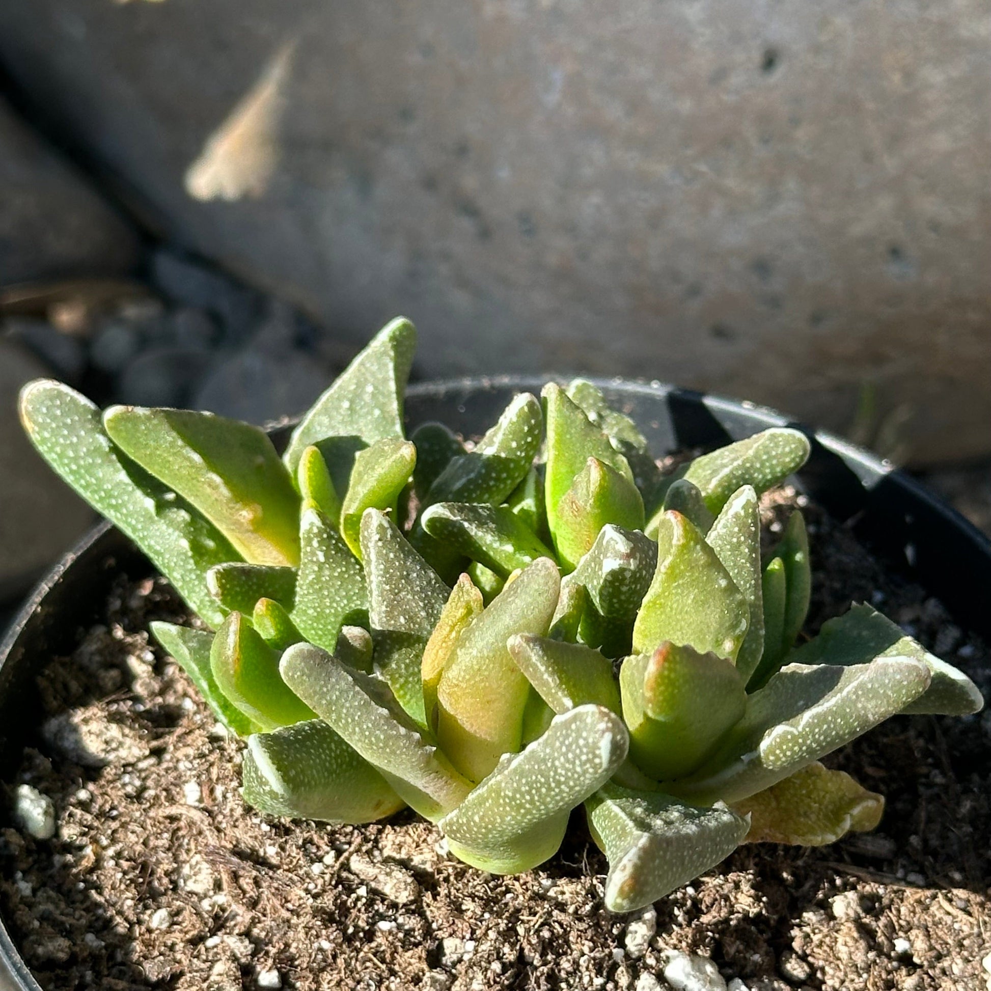 DesertScapeSucculent Succulent 4" Assorted Stomatium mustellinum