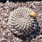 Sulcorebutia Arenacea - Single 4A - Cactus - DesertScapeSucculent
