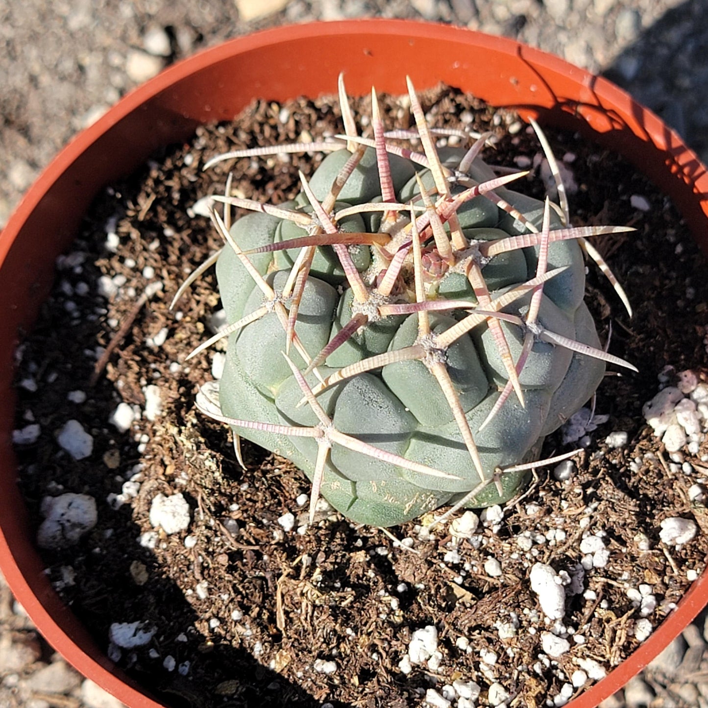 DesertScapeSucculent Succulent 4" Assorted Thelocactus hexaedrophorus