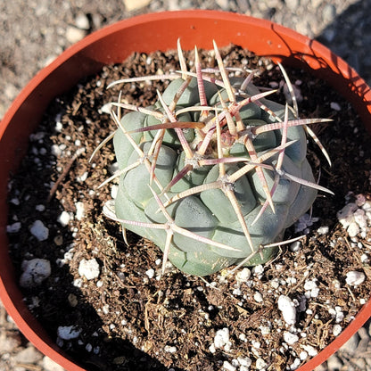 DesertScapeSucculent Succulent 4" Assorted Thelocactus hexaedrophorus