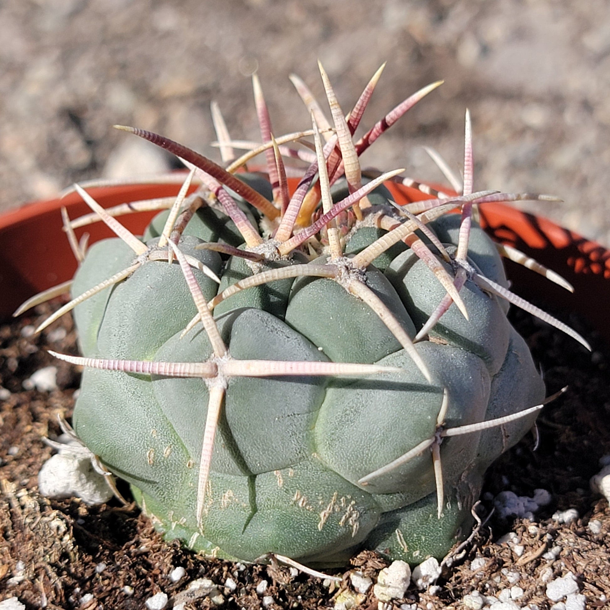 DesertScapeSucculent Succulent 4" Assorted Thelocactus hexaedrophorus