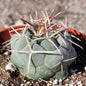 Thelocactus hexaedrophorus - 4 Inch Assorted - Cactus - DesertScapeSucculent