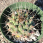 Thelocactus rinconensis - 4 Inch Assorted - Cactus - DesertScapeSucculent