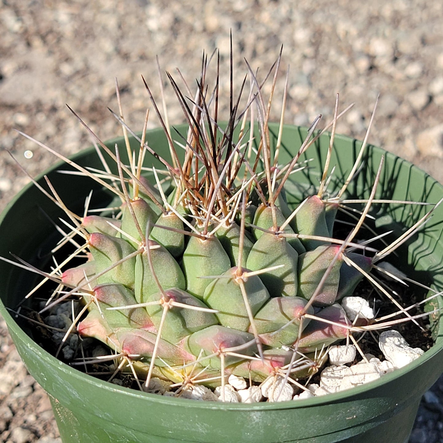 Thelocactus Rinconensis