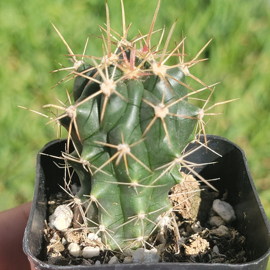 Thelocactus 'Thelocactus matudae'